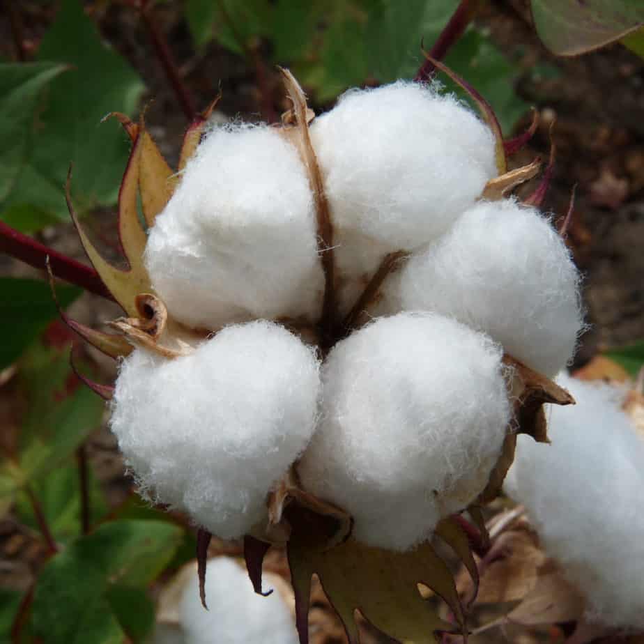 Natural fabrics (cotton)