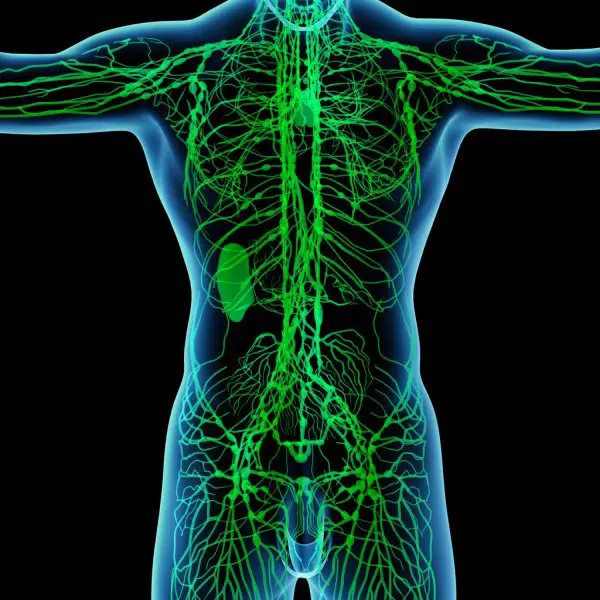 How to activate the lymph flow