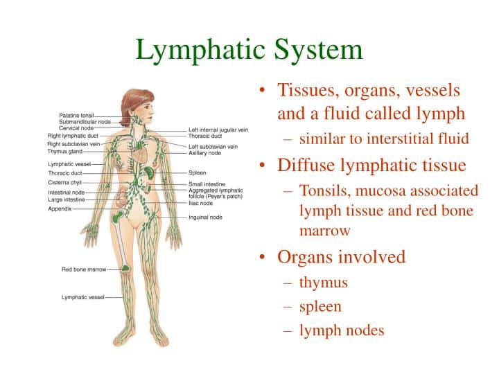 What is the lymphatic system?