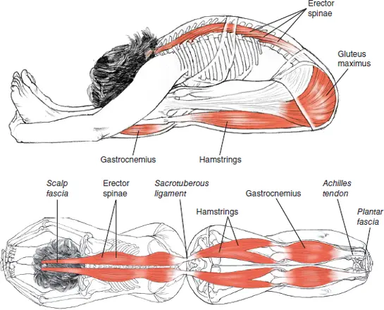 Paschimottanasana: the best performance